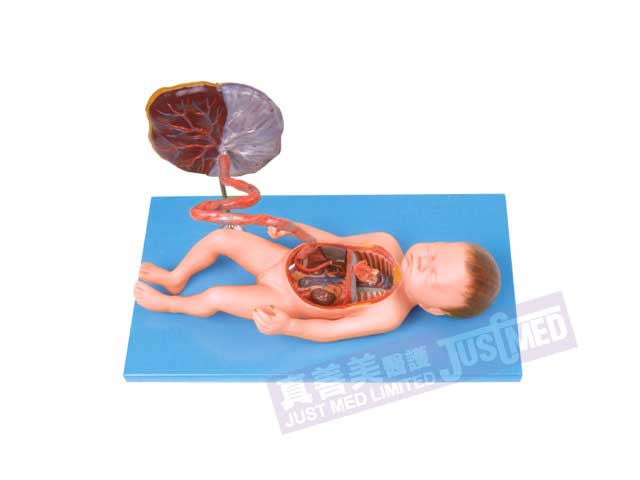 胎兒血液循環模型